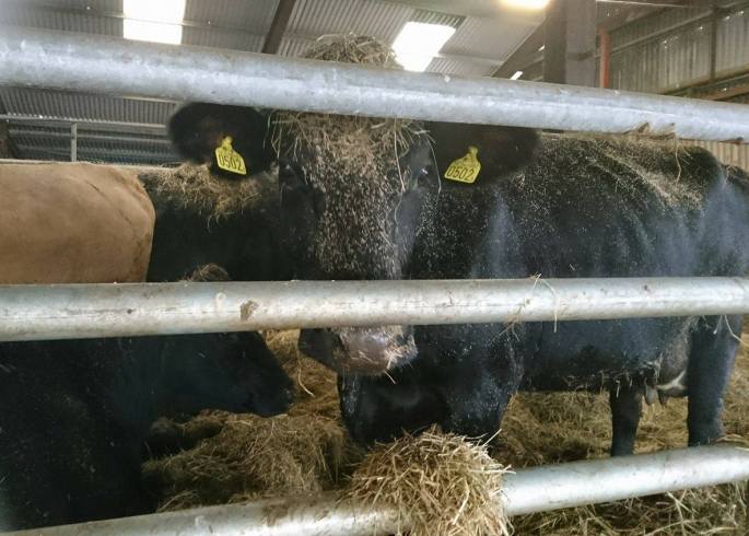 22556000_10214739746275202_1832348984_o